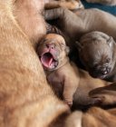 Nahaufnahme gähnender neugeborener Welpen, die mit ihrem Elternhund liegen — Stockfoto