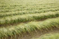 Висока трава ірису, що росте на полях в сільській місцевості — стокове фото