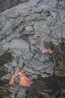 Lave fondue luisant près de lave séchée sur les roches de Big Island, Hawaï, États-Unis — Photo de stock