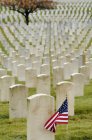 American flag planted in veteran cemetery, Seattle, Washington, USA — Stock Photo
