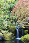 Rocky Creek and still pond water, Portland, Орегон, США — стоковое фото