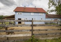 Ziege im Stall auf Bauernhof mit Bauernhaus im Grünen — Stockfoto