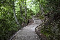 Winding wooden path in Japanese forest with ancient trees — Stock Photo