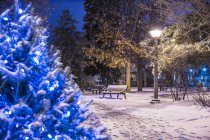 Neve em árvores no parque da cidade, Montreal City, Quebec, Canadá — Fotografia de Stock