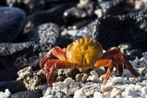 Gros plan du crabe marchant sur une plage rocheuse — Photo de stock