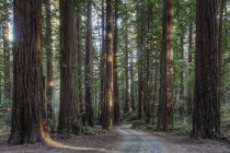 Árvores crescendo na floresta do parque estadual, Califórnia, Estados Unidos — Fotografia de Stock