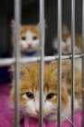 Gatos sentados na gaiola no abrigo de animais — Fotografia de Stock