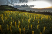 Blumenfeld am ländlichen Hang bei Sonnenuntergang — Stockfoto