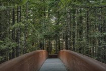 Footbridge in Redwood National Park, California, United States — Stock Photo