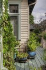 Potted plants on patio in Snohomish, Washington, USA — Stock Photo