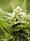 Nahaufnahme einer grünen medizinischen Cannabispflanze — Stockfoto