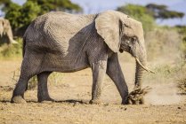 Elephant walking in sand in Kenya, Africa — Stock Photo