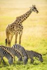 Jirafas y cebras pastando en sabana africana - foto de stock