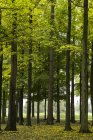 Зелене листя на деревах в пишній сільській місцевості лісу — стокове фото