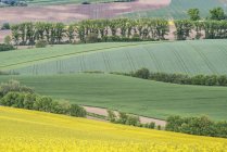 Живописный вид на скатывающийся сельский пейзаж с сельскохозяйственным полем канолы в Чехии — стоковое фото