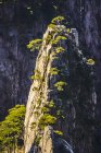 Дерев, що ростуть на Скелястих гір, Хуаншань, Аньхой, Сполучені Штати Америки — стокове фото
