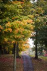 Weg zwischen Bäumen und Herbstblättern — Stockfoto