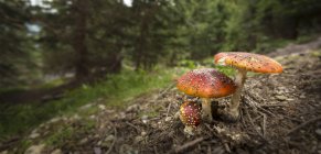 Nahaufnahme von Amanita-Pilzen, die im Wald wachsen — Stockfoto