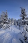 Faixas e árvores na encosta nevada na floresta no inverno — Fotografia de Stock