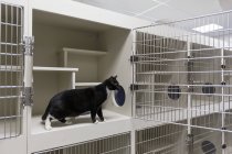 Chat debout dans une cage ouverte dans un abri pour animaux — Photo de stock