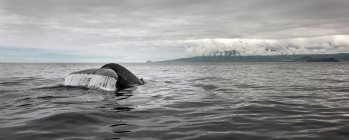 Salpicaduras de cola de ballena en el agua del océano por la costa de Portugal - foto de stock