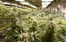 Plantas de cannabis crescendo em estufa, medicina e conceito de crescimento legal . — Fotografia de Stock