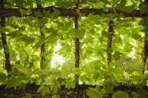 Vue en angle bas des feuilles poussant sur les vignes dans les vignobles ruraux — Photo de stock