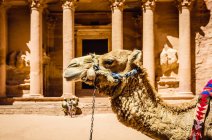 Camel vestindo arnês por edifício antigo, Petra, Jordânia — Fotografia de Stock