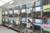 Chatons et chats assis dans des cages à l'abri des animaux — Photo de stock