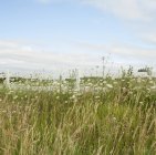 Высокая трава и полевые цветы под голубым небом, Онтарио, Канада — стоковое фото