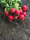 Close-up of bunch of fresh radishes on ground — Stock Photo