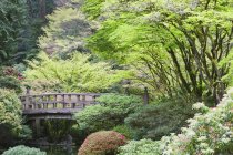 Деревянный пешеходный мост в Японском саду, Портленд, Орегон, США — стоковое фото