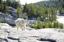 Гірський козел, що йде скелястим схилом пагорба — стокове фото