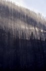 Низкий угол обгоревших деревьев на склоне горы — стоковое фото