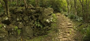 Dirt path in lush forest with ancient rocky steps — Stock Photo
