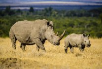 Rinoceronte y pantorrilla caminando en paisaje de sabana - foto de stock