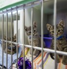 Gatinhos sentados na gaiola no abrigo de animais — Fotografia de Stock