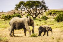 Слон и теленок гуляют по песчаным и травянистым ландшафтам Африки — стоковое фото