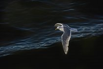 Uccello gabbiano che vola sopra l'acqua increspata — Foto stock
