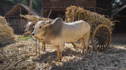 Корови потягнувши кошик з бамбука в селі М'янма — стокове фото