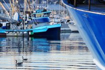 Ducks swimming in urban harbor with marine ships — Stock Photo
