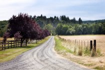 Camino de tierra entre las plantas de césped en el paisaje rural - foto de stock