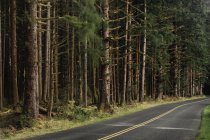 Дерева і облицювання лісу сільським дорогою — стокове фото