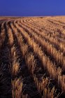 Rows of harvested barley in farm field — Stock Photo