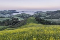 Rolling landscape viewed from grassy hilltop in Paso Robles, USA — Stock Photo
