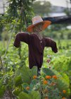 Scarecrow in crop field with green plants and flowers — Stock Photo