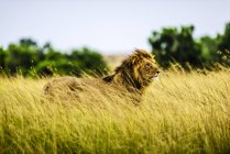 Leão em pé na grama alta na África — Fotografia de Stock