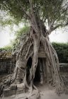 Корни деревьев растут над храмом, Ангкор, Камбоджа — стоковое фото