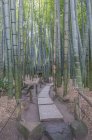 Scultura in pietra nella foresta di bambù a Kamakura, Giappone — Foto stock