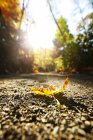 Крупный план осеннего листа на грунтовой дорожке с подсветкой — стоковое фото